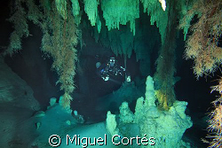 Diver in a cave, between stalactites and roots. by Miguel Cortés 